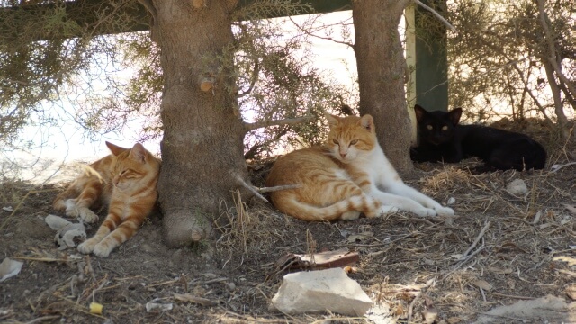 cypr ciekawostki turystyczne, koty