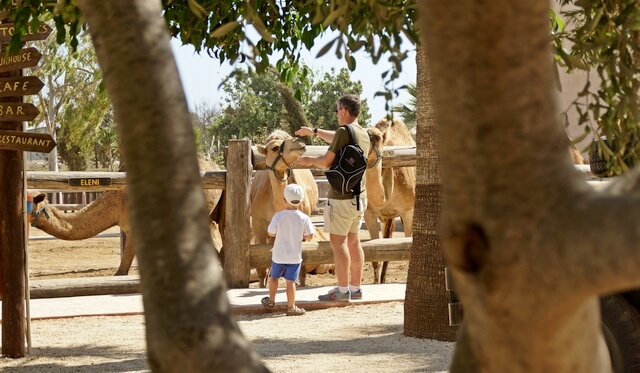 cypr atrakcje dla dzieci, camel park koło limassol i larnaka