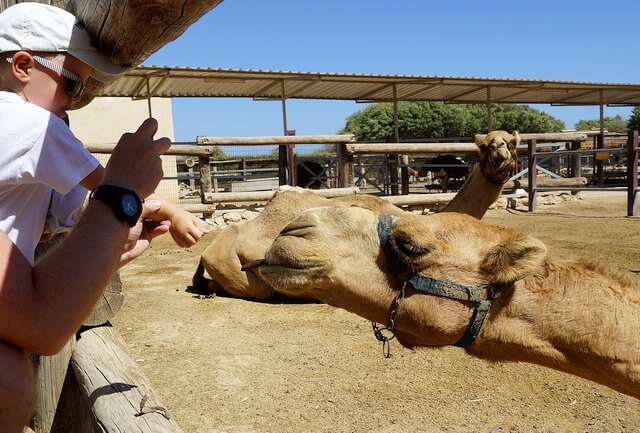 schronisko dla wielbłądów, cypr, camel park