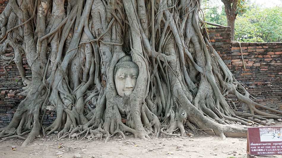 wat maha that, głowa buddy w korzeniach drzewa bohdi, tajlandia