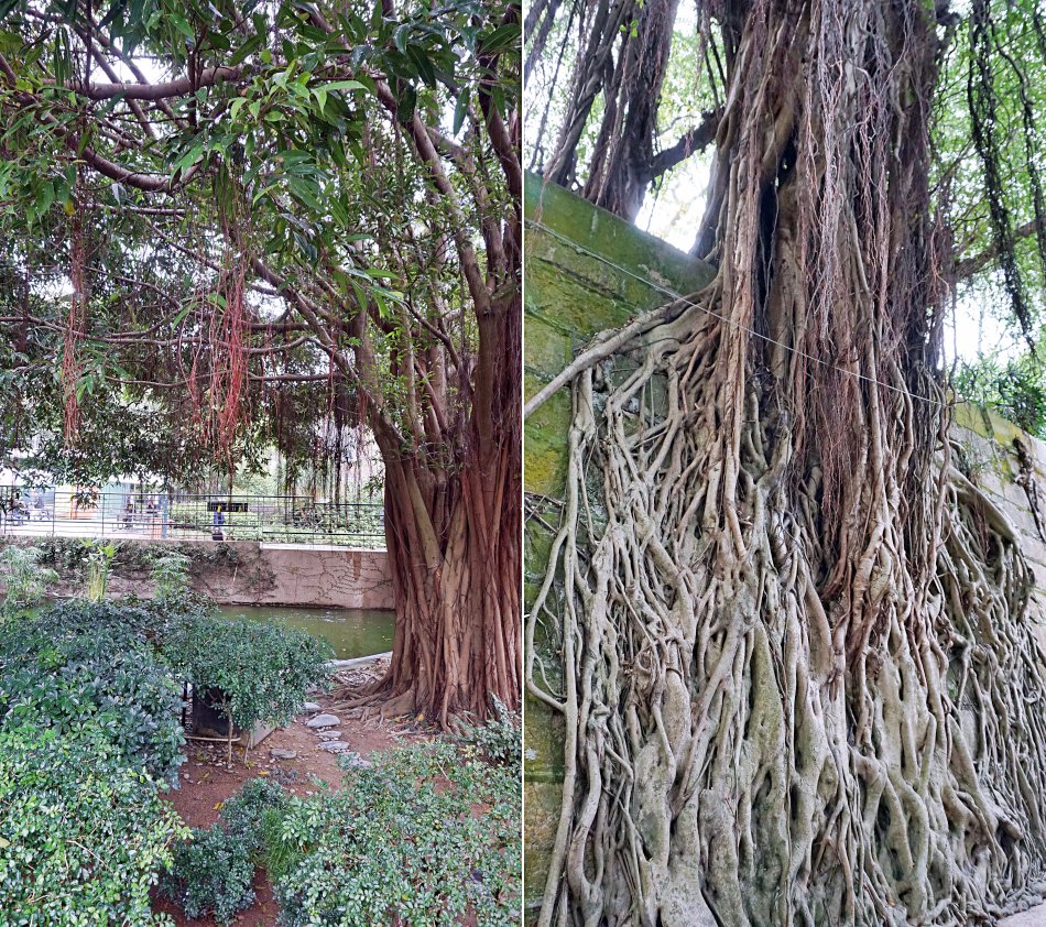 zwiedzanie hong kongu kowloon park drzewa korzenie