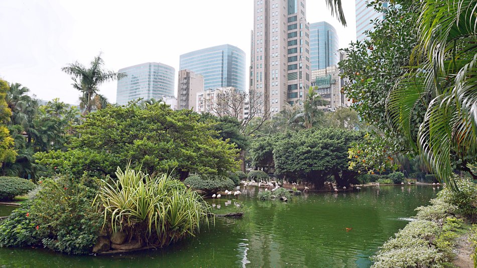 zwiedzanie hong kongu kowloon park flamingi staw