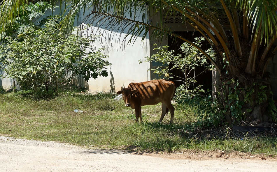 Krowa Wioska w prowincji Krabi