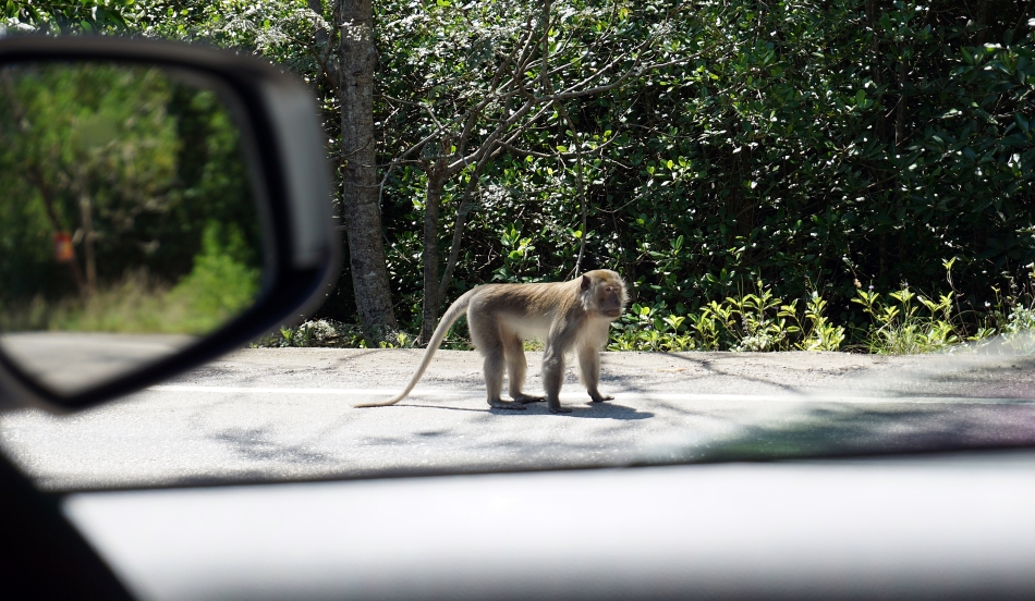 Małpy w Krabi w Tajlandii