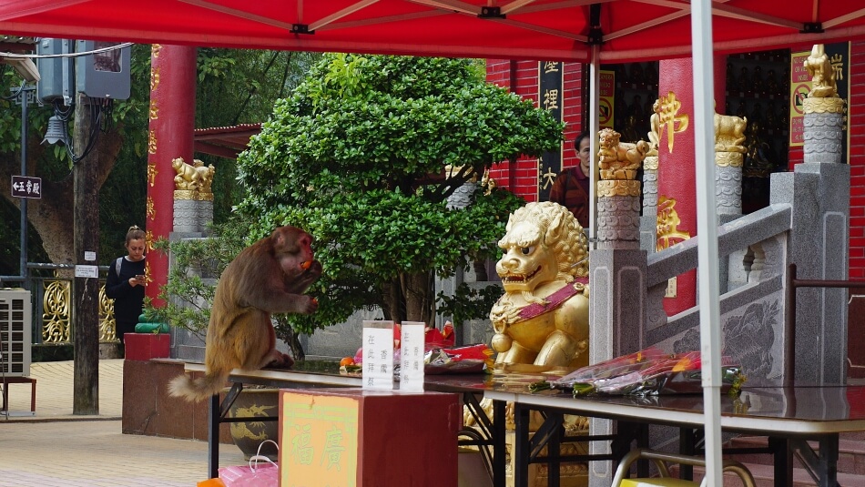 małpy makaki w klasztorze 10000 Buddów w Hong Kongu