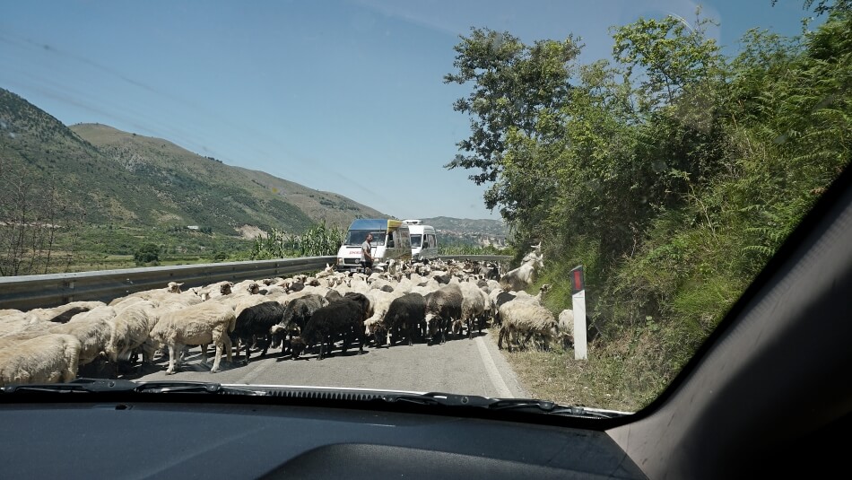 Owce na drodze w Albanii