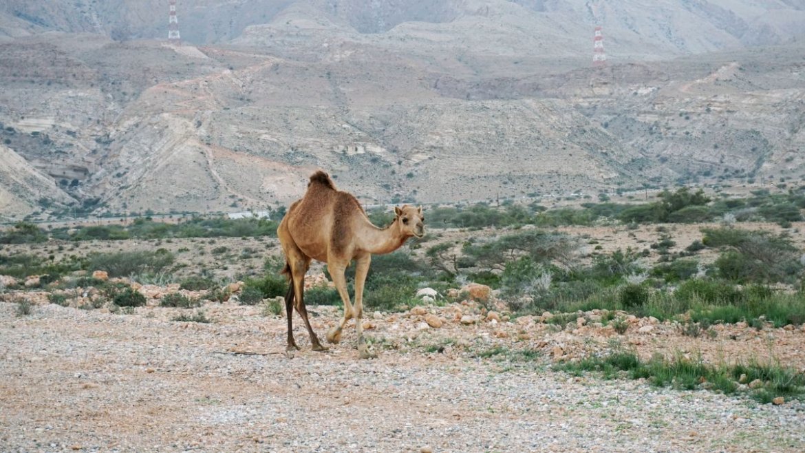 Wielbłąd w Omanie 