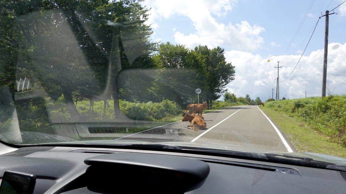 Krowy na drodze w Gruzji 