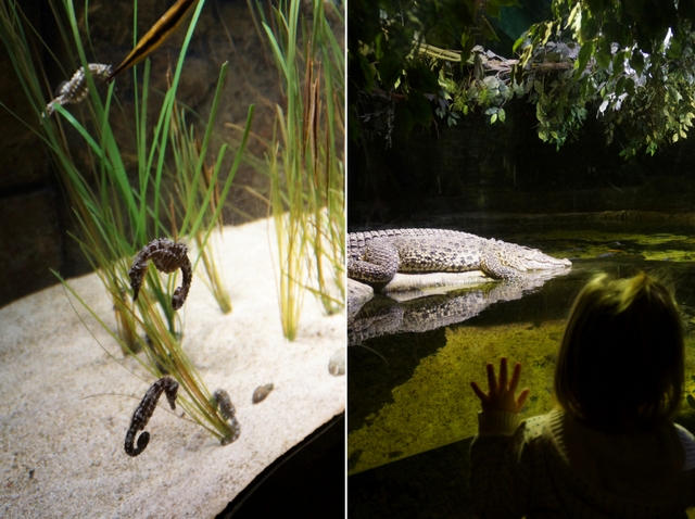 koniki morskie, krokodyl w podziemnym akwarium w londynie
