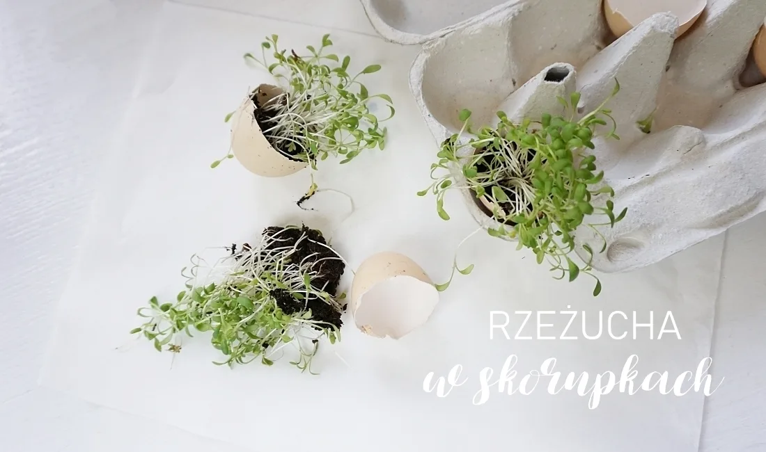 Rzeżucha w skorupkach jajek na świeta