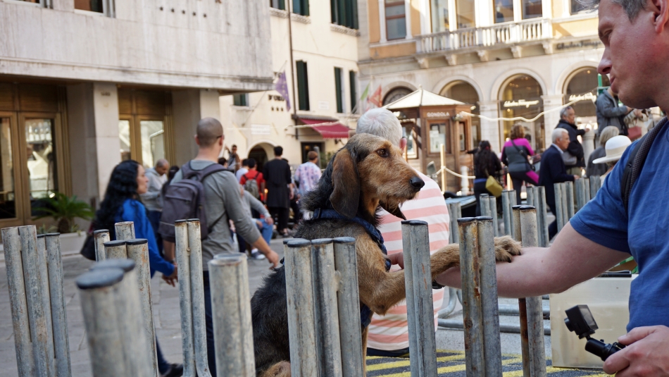 Psy w Wenecji