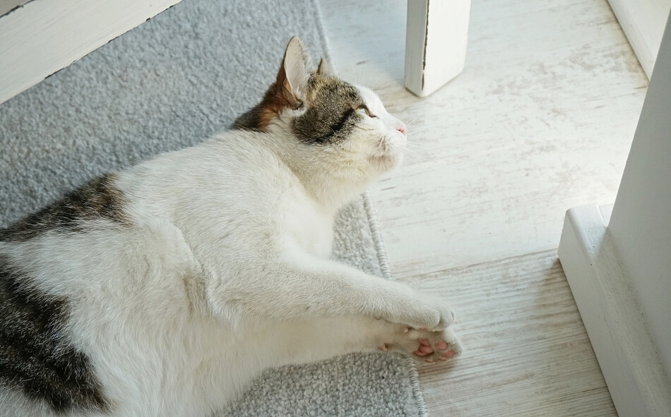 kot na dywanie