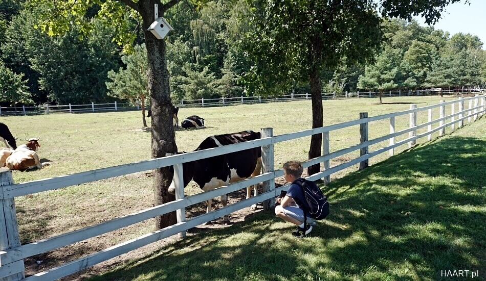 posiadłość Janukowycza