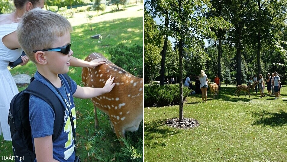 sarny w posiadłości Janukowycza
