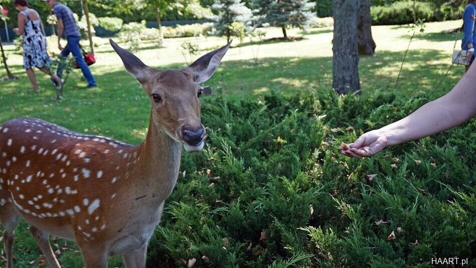 zwierzęta w parku Janukowycza
